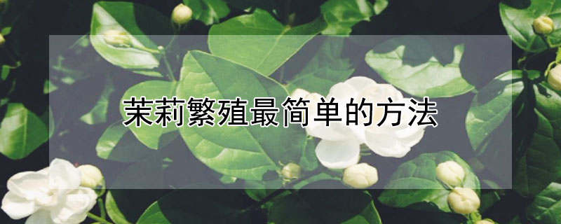 茉莉繁殖最簡單的方法