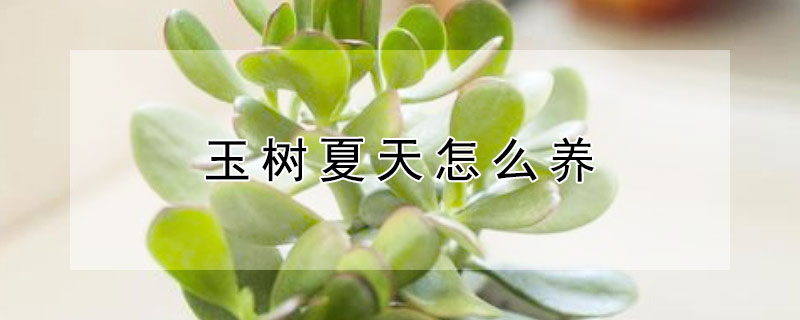 玉樹夏天怎麼養