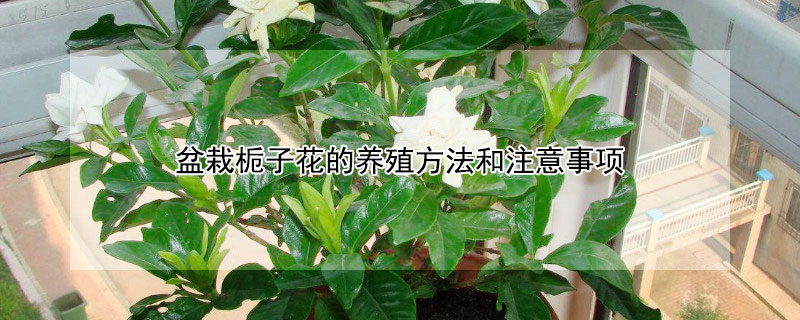 盆栽梔子花的養殖方法和注意事項