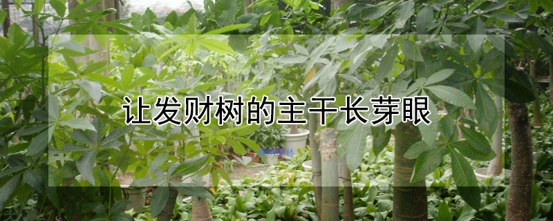 讓發財樹的主幹長芽眼