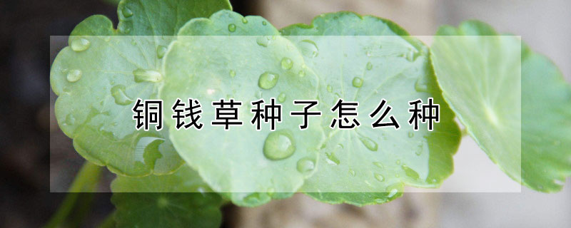 銅錢草種子怎麼種