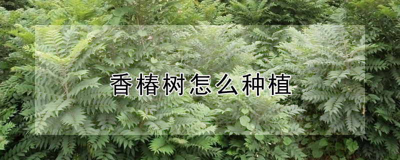 香椿樹怎麼種植