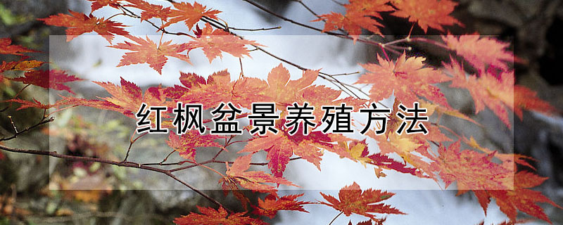 紅楓盆景養殖方法