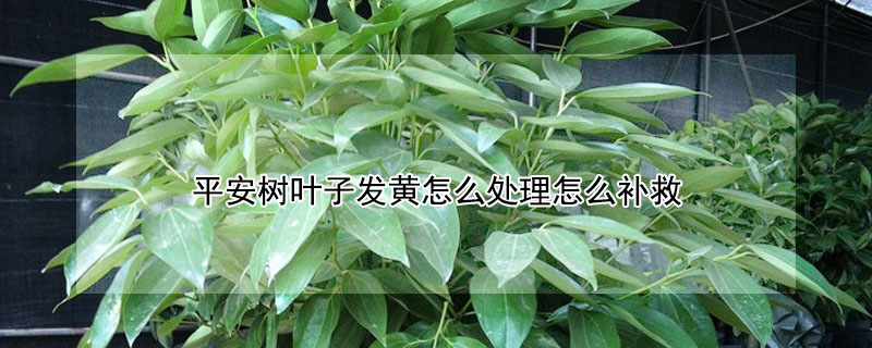 平安樹葉子發黃怎麼處理怎麼補救