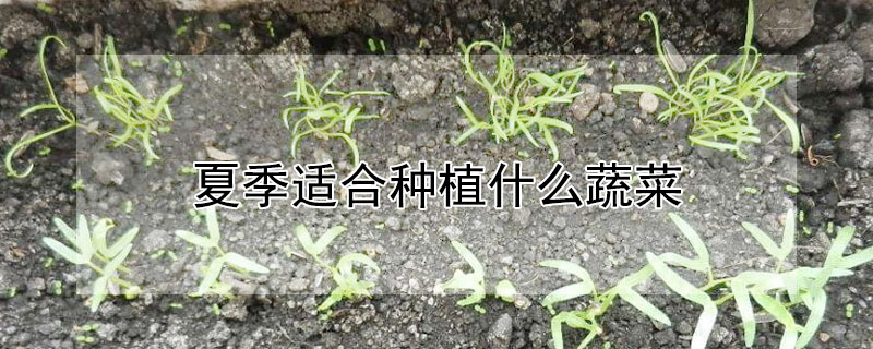 夏季適合種植什麼蔬菜