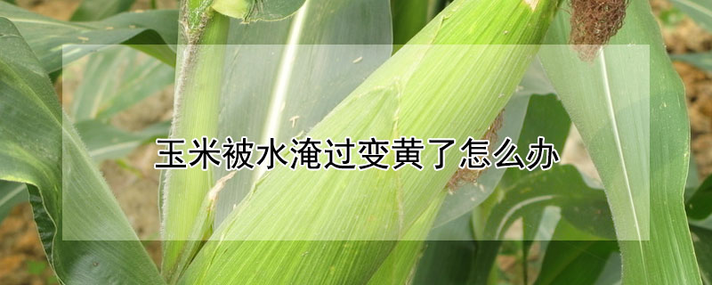 玉米被水淹過變黃了怎麼辦