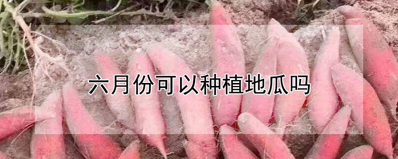 六月份可以種植地瓜嗎