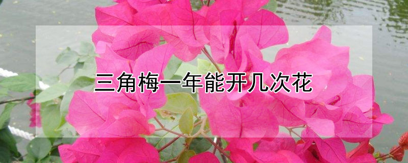 三角梅一年能開幾次花