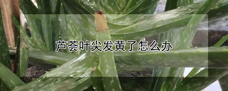 蘆薈葉尖發黃了怎麼辦