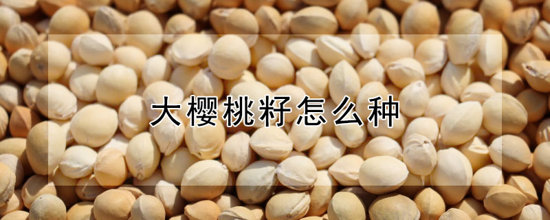 大櫻桃籽怎麼種