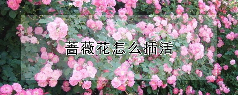 薔薇花怎麼插活