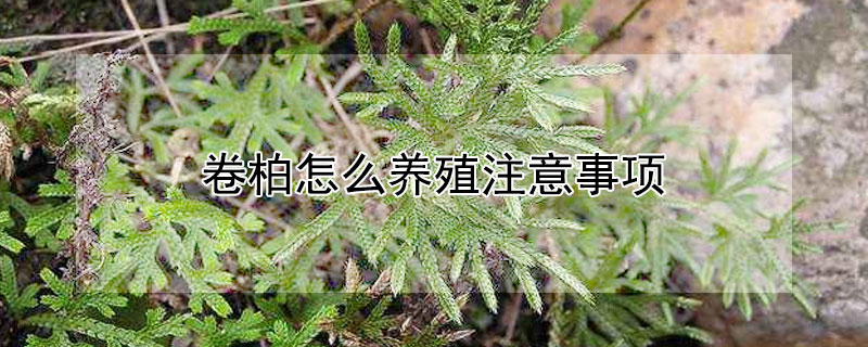 卷柏怎麼養殖注意事項