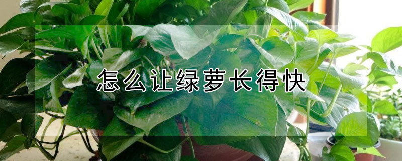 怎麼讓綠蘿長得快