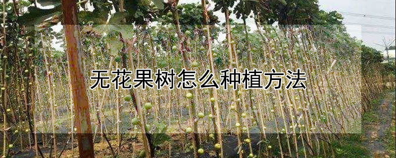 無花果樹怎麼種植方法