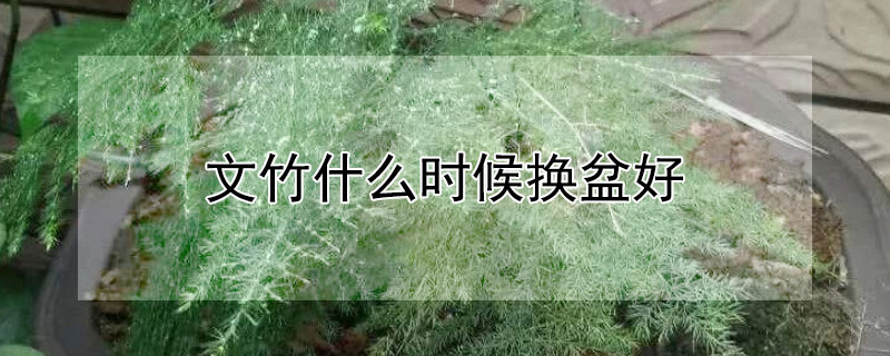 文竹什麼時候換盆好