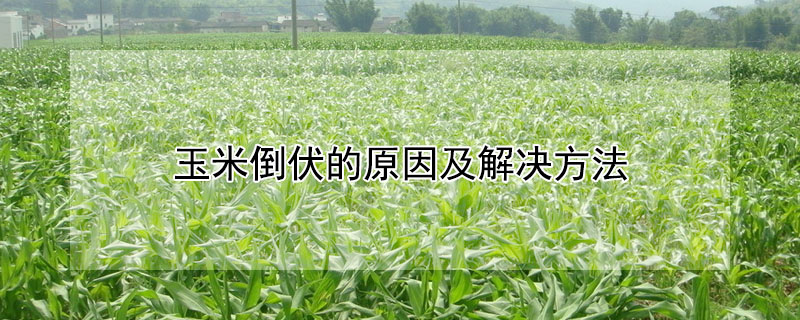 玉米倒伏的原因及解決方法