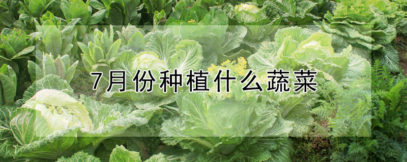 7月份種植什麼蔬菜