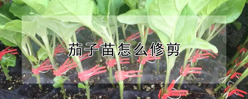 茄子苗怎麼修剪