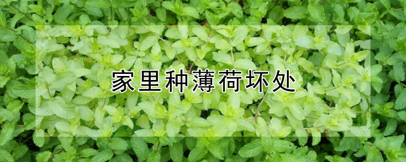 家裏種薄荷壞處