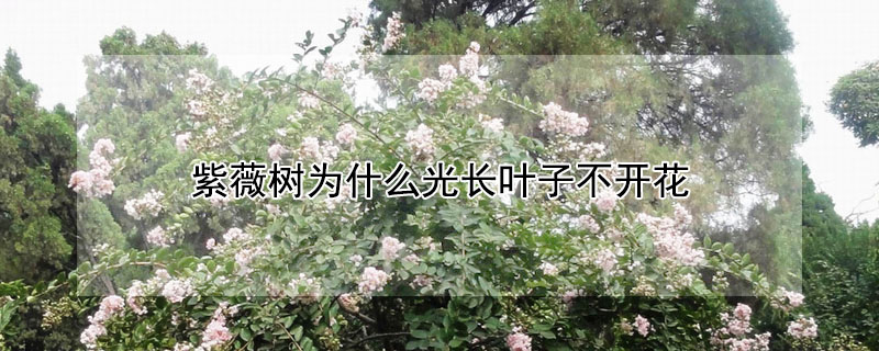 紫薇樹為什麼光長葉子不開花