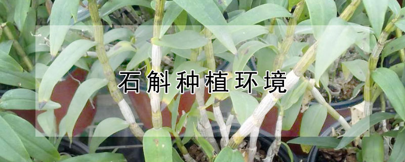 石斛種植環境