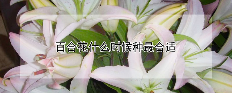 百合花什麼時候種最合適