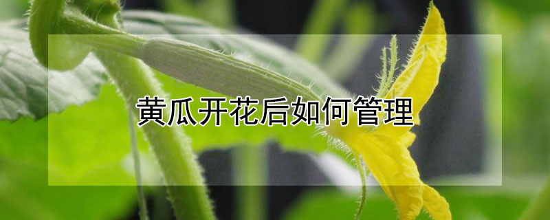 黃瓜開花後如何管理