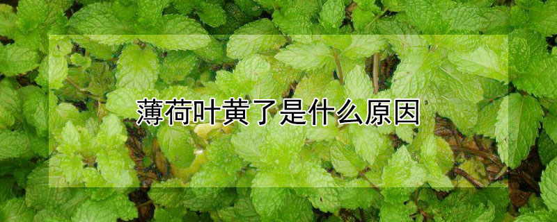 薄荷葉黃了是什麼原因