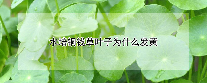 水培銅錢草葉子發黃是什麼原因