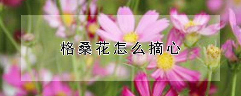 格桑花怎麼摘心