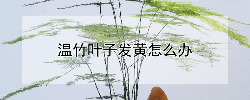 溫竹葉子發黃怎麼辦