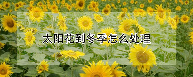 太陽花到冬季怎麼處理