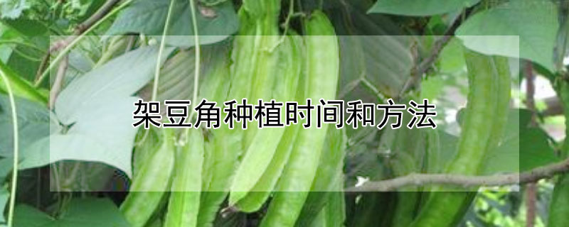 架豆角種植時間和方法