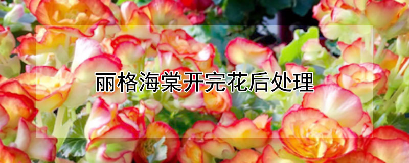 麗格海棠開完花後處理