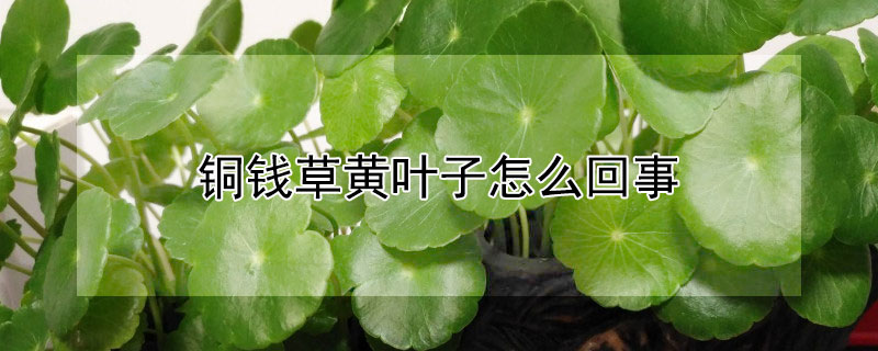 銅錢草黃葉子怎麼回事