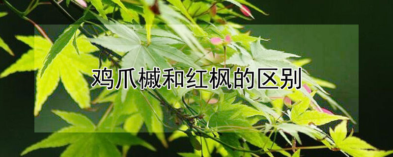 雞爪槭和紅楓的區別