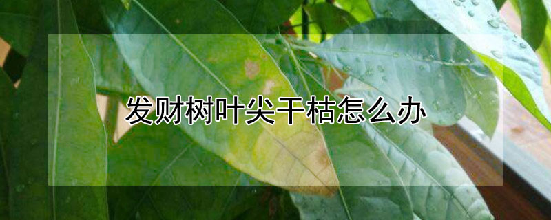 發財樹葉尖幹枯怎麼辦