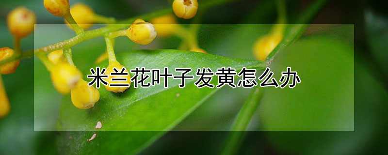 米蘭花葉子發黃怎麼辦