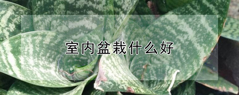 室內盆栽什麼好