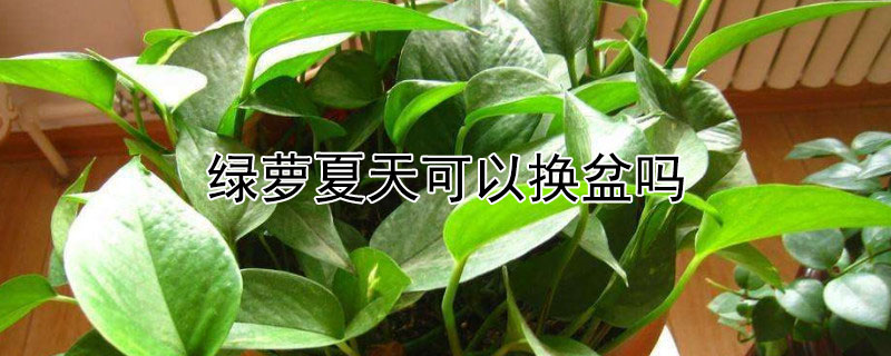 綠蘿夏天可以換盆嗎