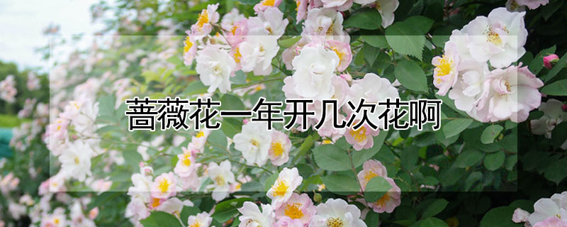 薔薇花一年開幾次花啊