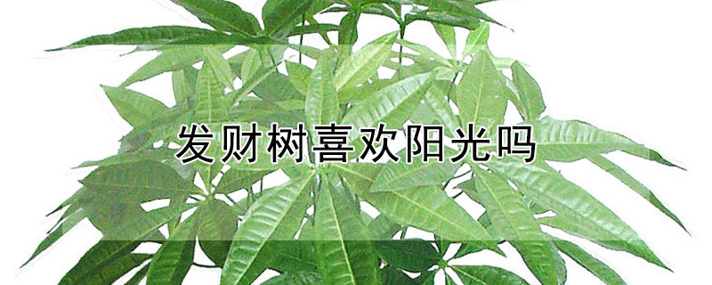 發財樹喜歡陽光嗎