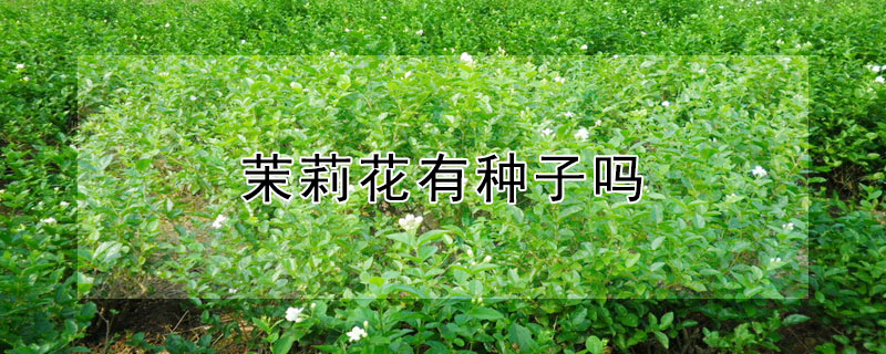 茉莉花有種子嗎