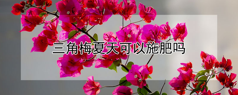 三角梅夏天可以施肥嗎