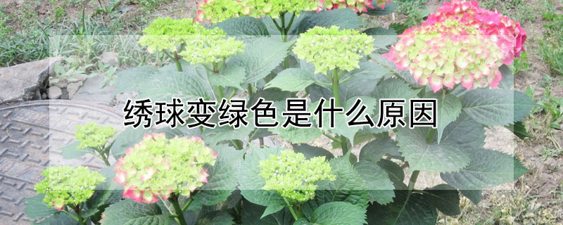 繡球變綠色是什麼原因