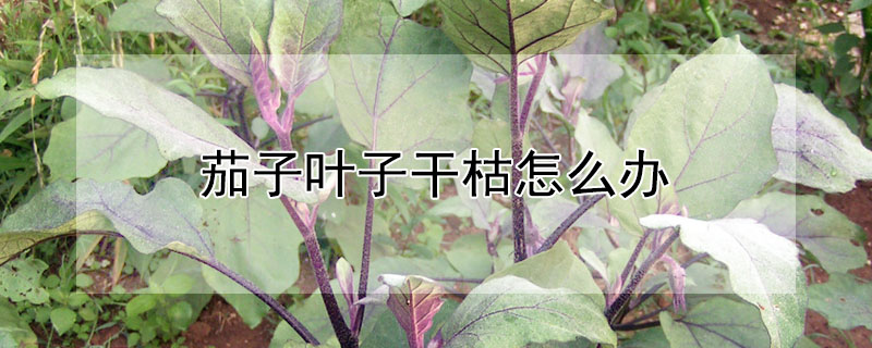 茄子葉子幹枯怎麼辦