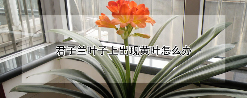 君子蘭葉子上出現黃葉怎麼辦