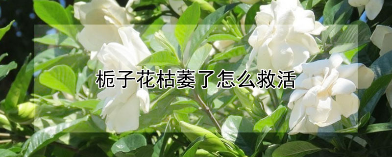 梔子花枯萎了怎麼救活