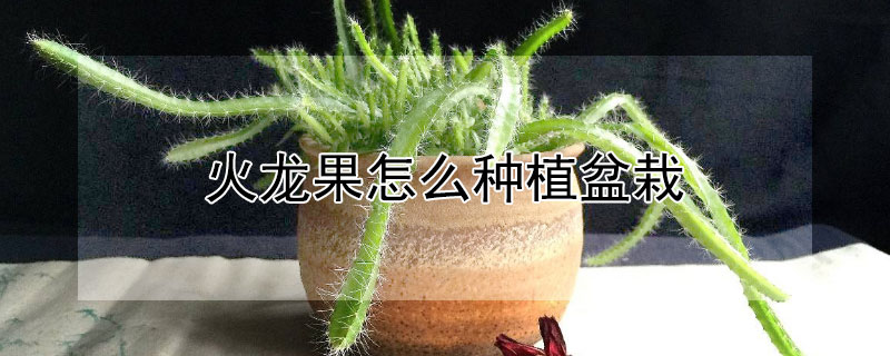 火龍果怎麼種植盆栽