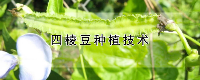 四棱豆種植技術